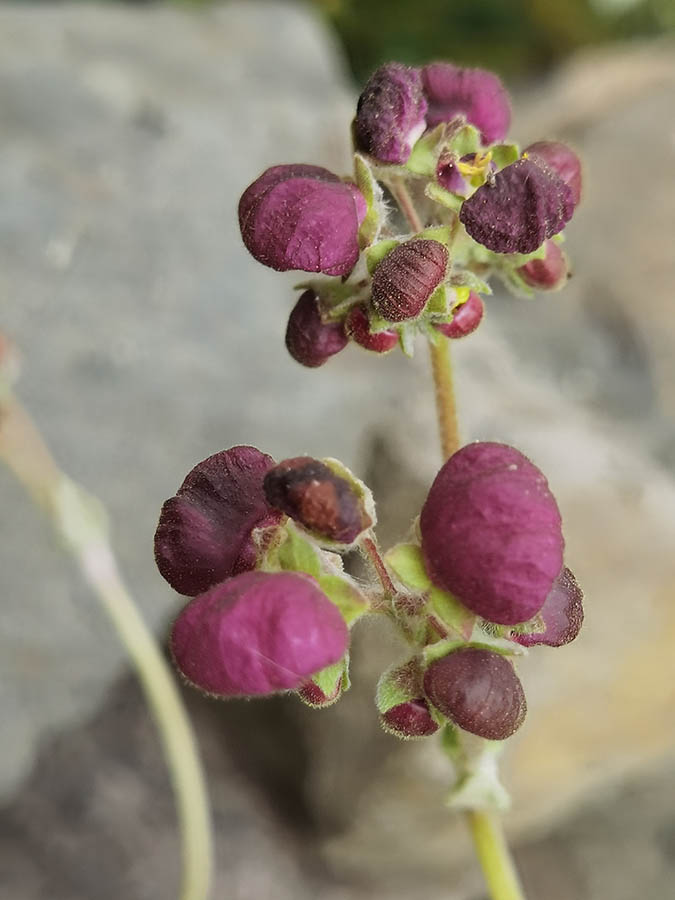 Calceolaria arachnoidea